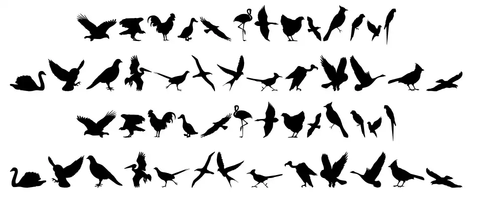 Birds of a Feather